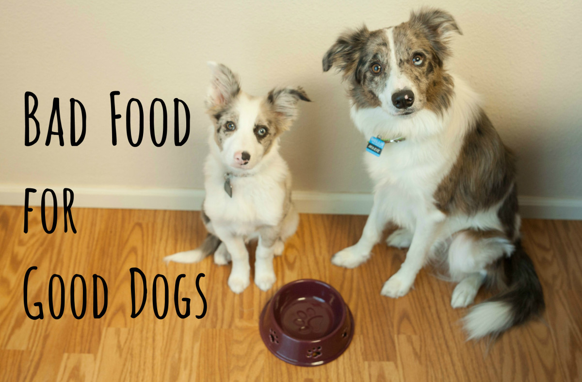 are-you-killing-your-dog-with-everyday-people-food-10-bad-treats-for-your-good-dog